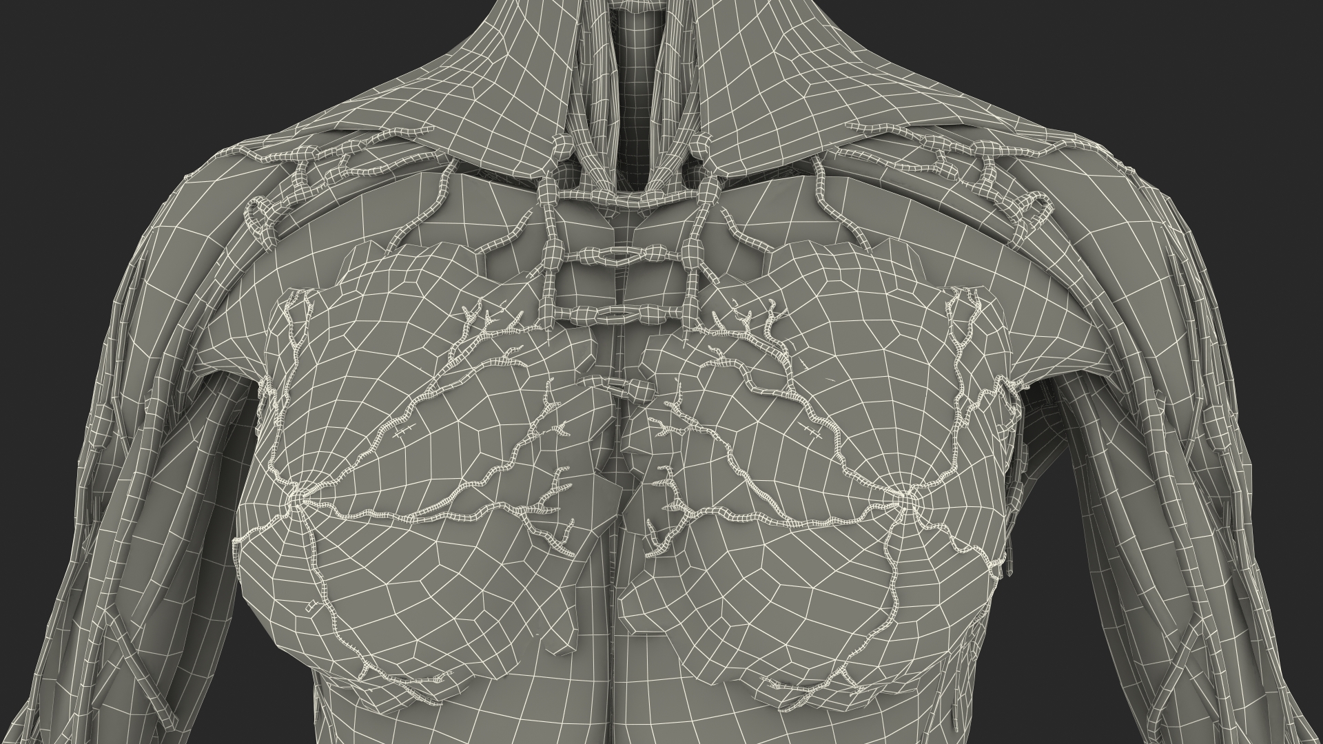 3D Female Full Body Anatomy Skinless model