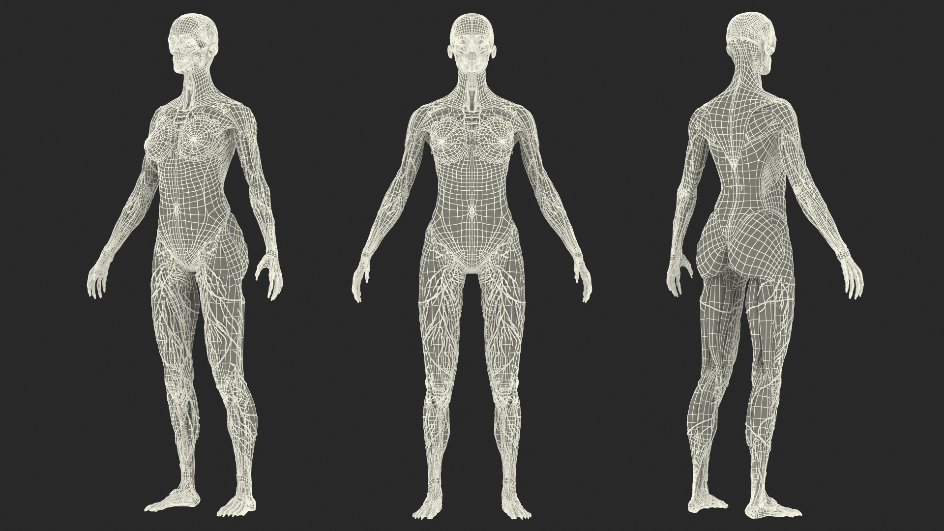 3D Female Full Body Anatomy Skinless model