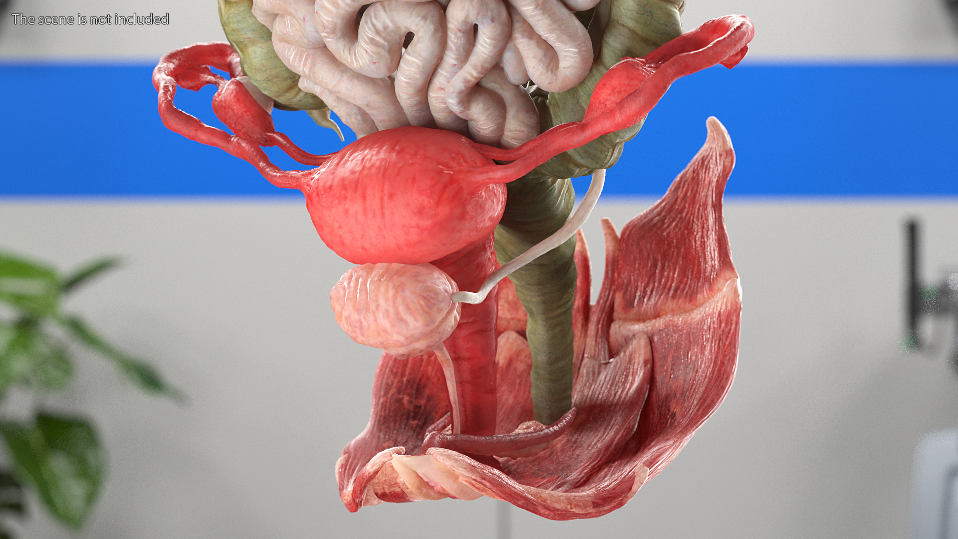3D Female Full Body Anatomy Skinless model