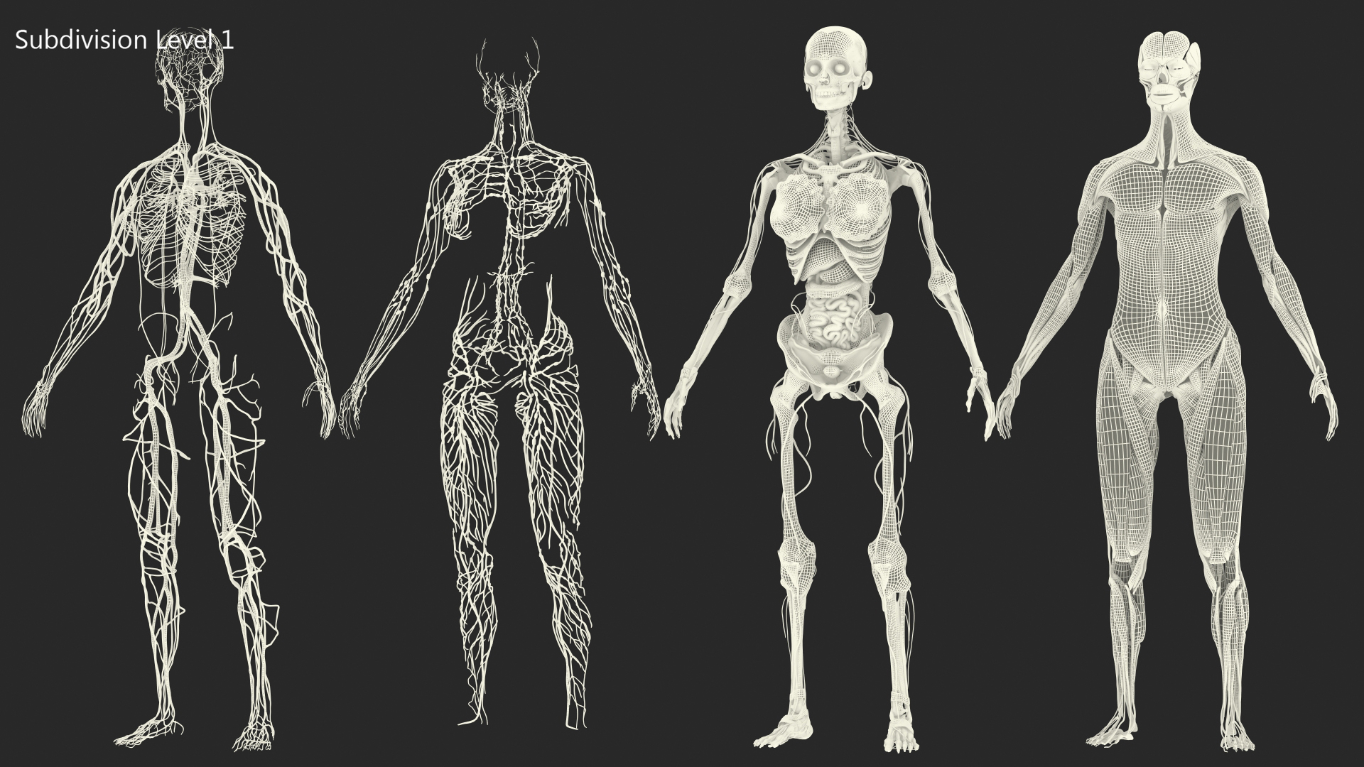 3D Female Full Body Anatomy Skinless model