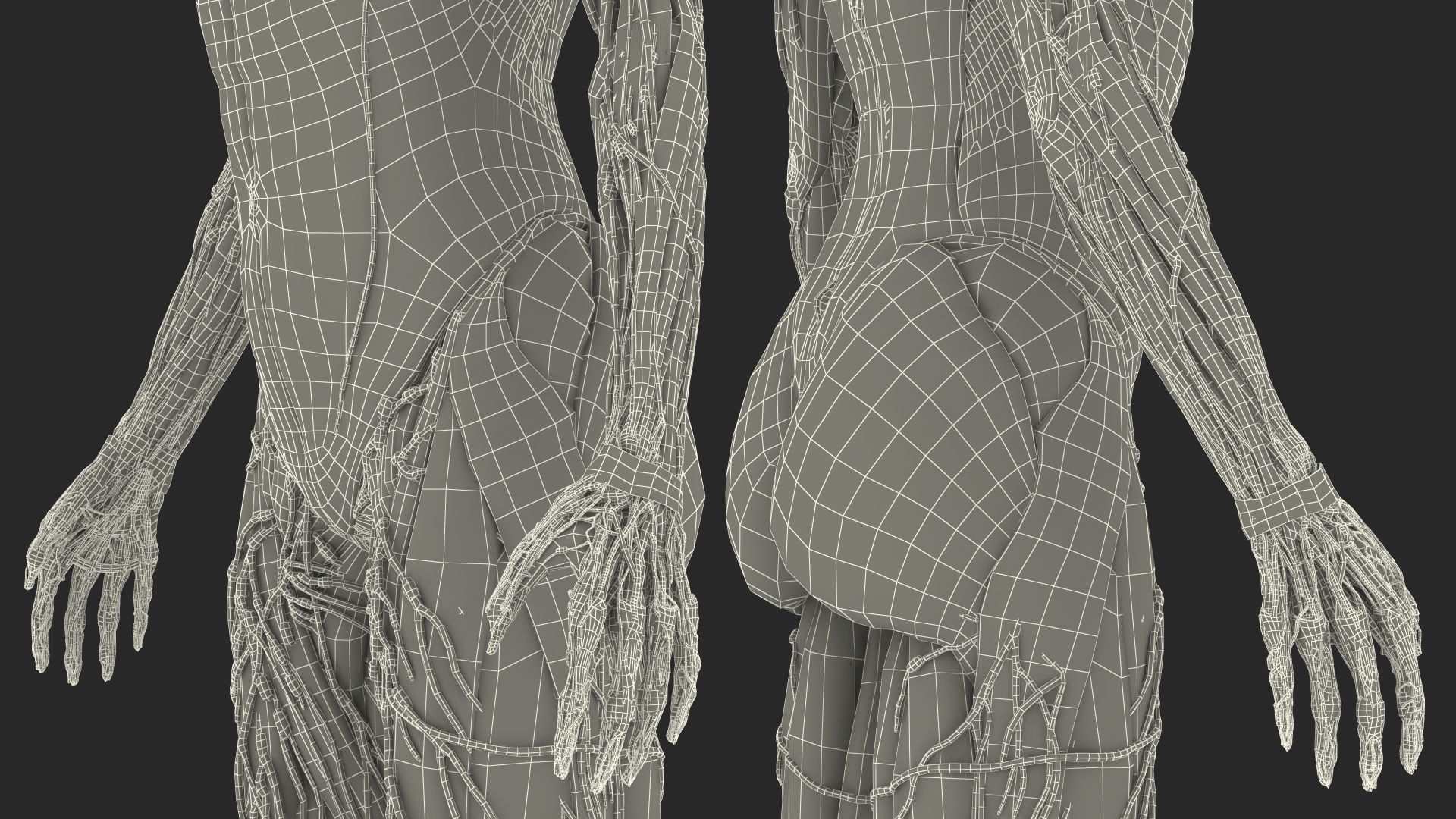 3D Female Full Body Anatomy Skinless model