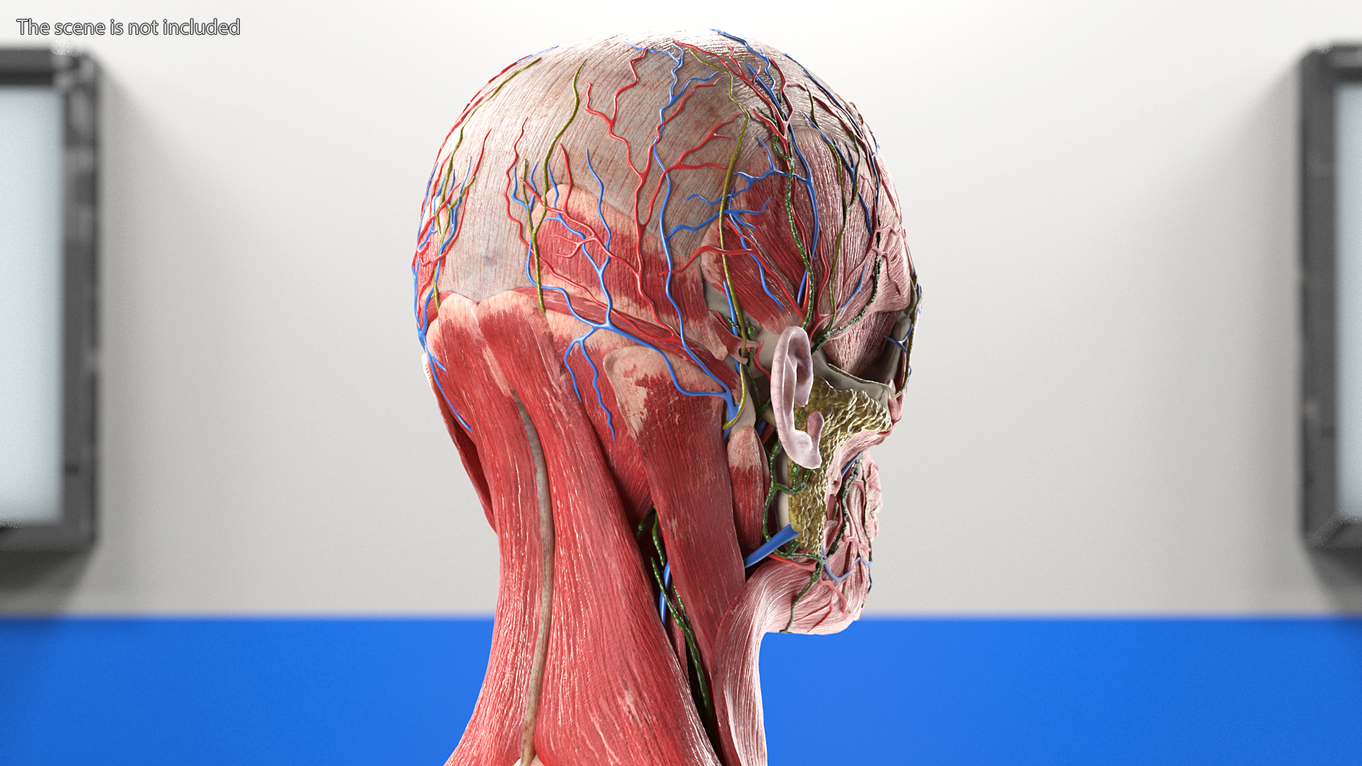 3D Female Full Body Anatomy Skinless model