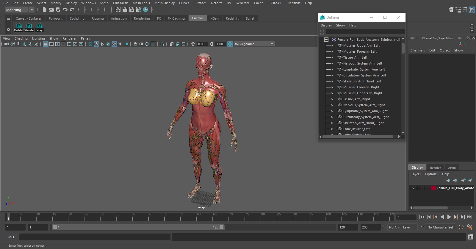 3D Female Full Body Anatomy Skinless model