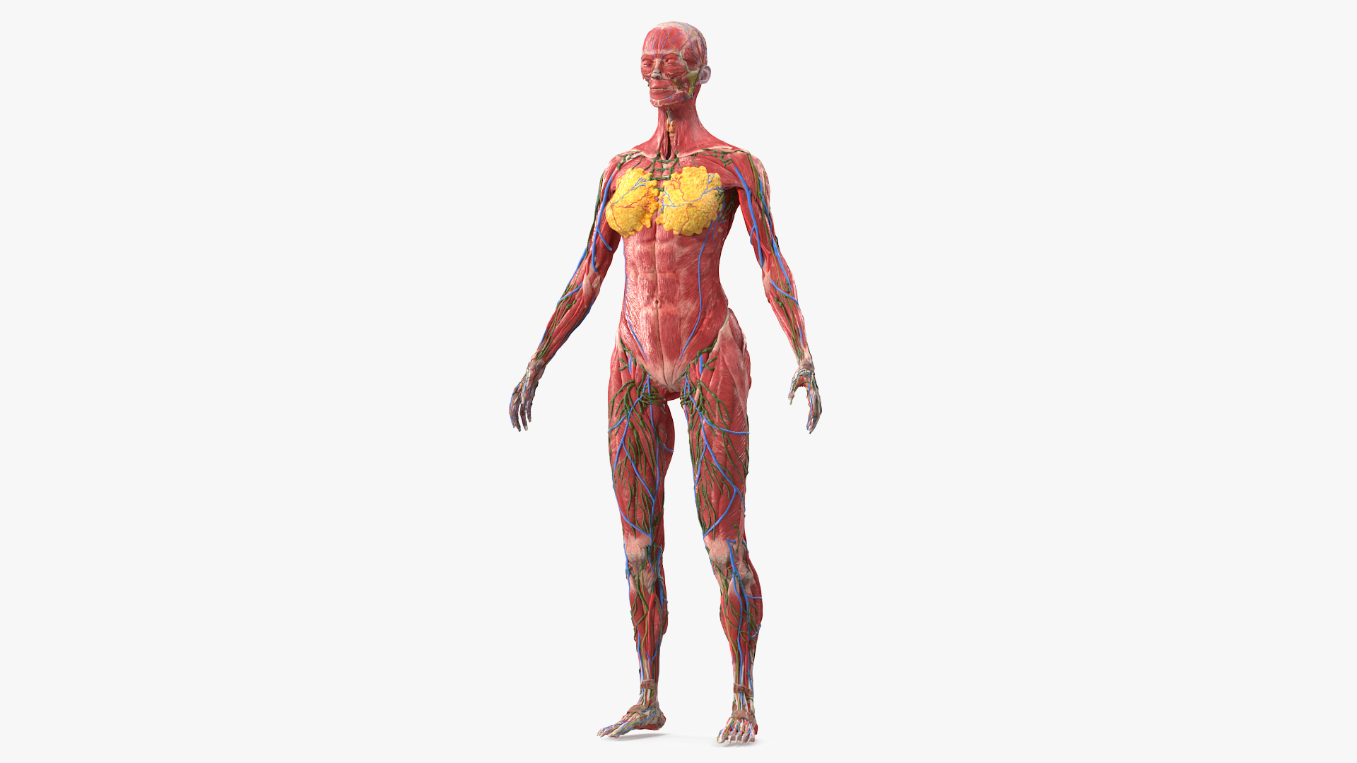 3D Female Full Body Anatomy Skinless model