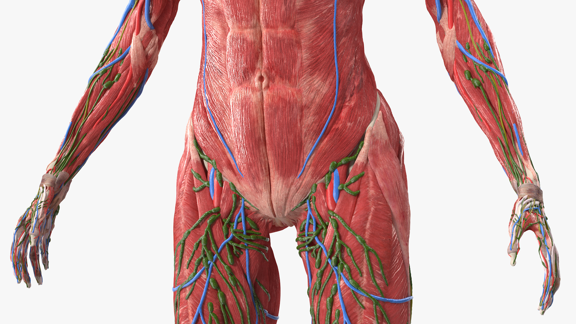 3D Female Full Body Anatomy Skinless model