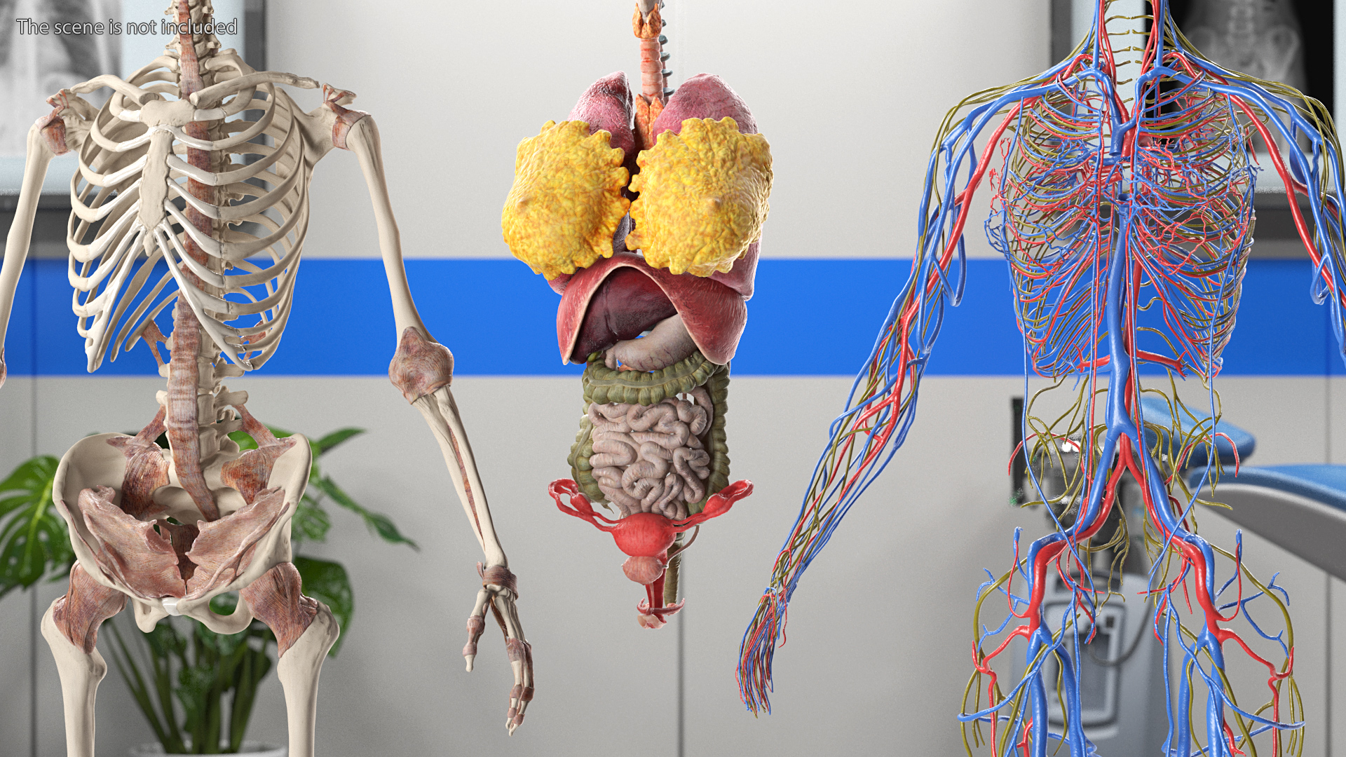 3D Female Full Body Anatomy Skinless model