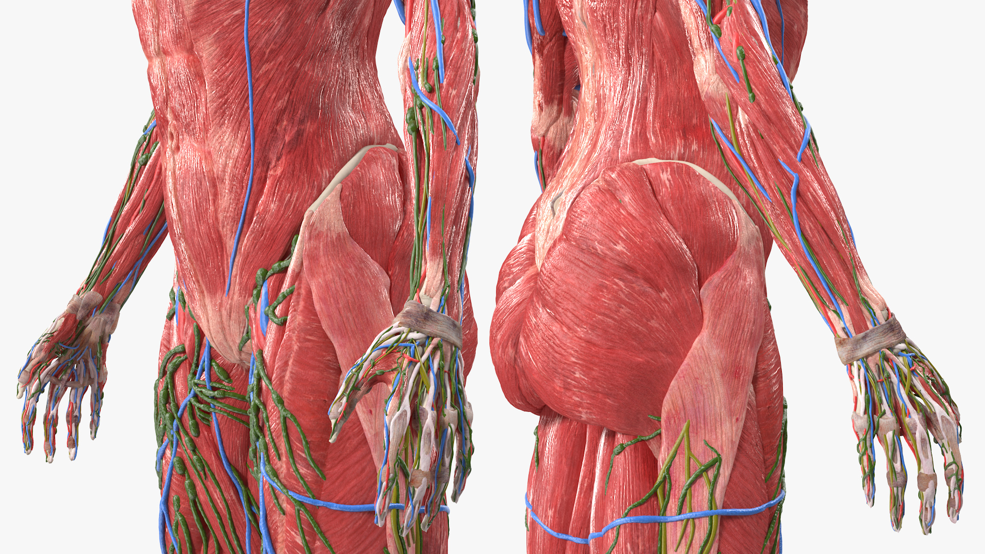 3D Female Full Body Anatomy Skinless model