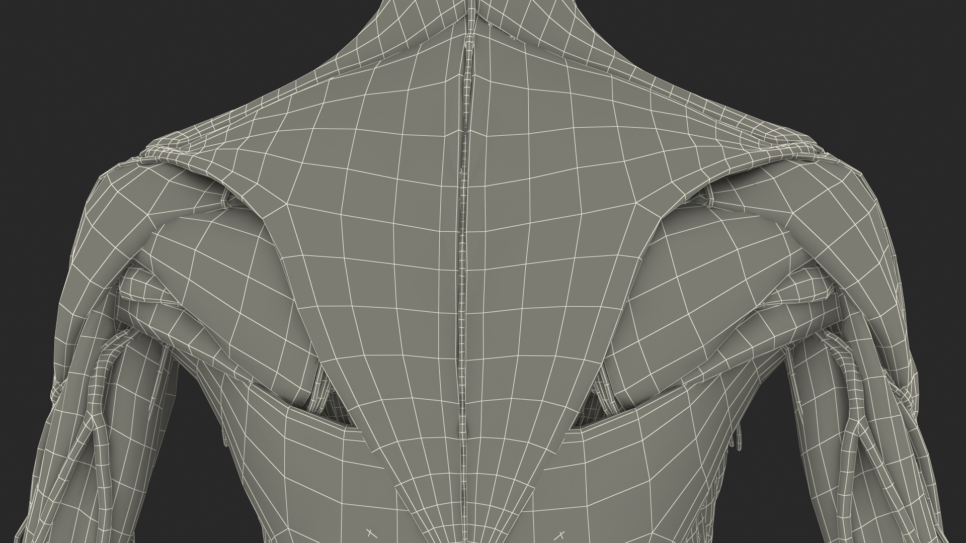 3D Female Full Body Anatomy Skinless model