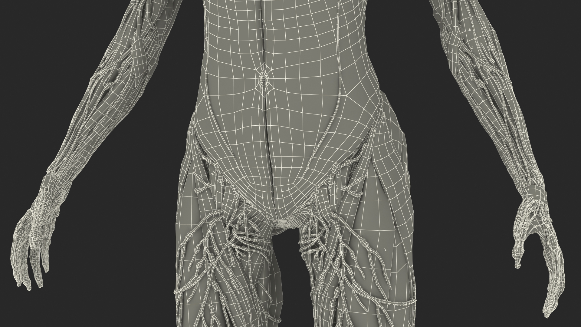 3D Female Full Body Anatomy Skinless model