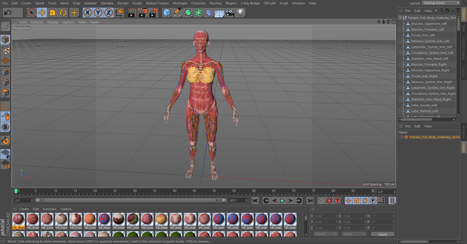 3D Female Full Body Anatomy Skinless model
