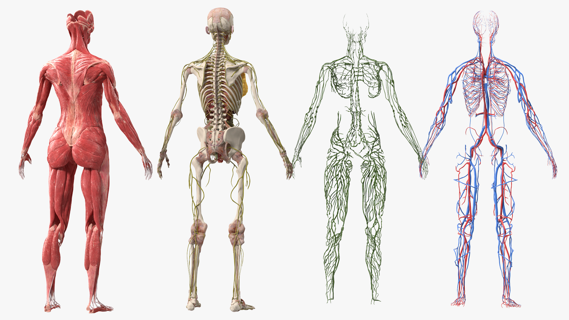 3D Female Full Body Anatomy Skinless model