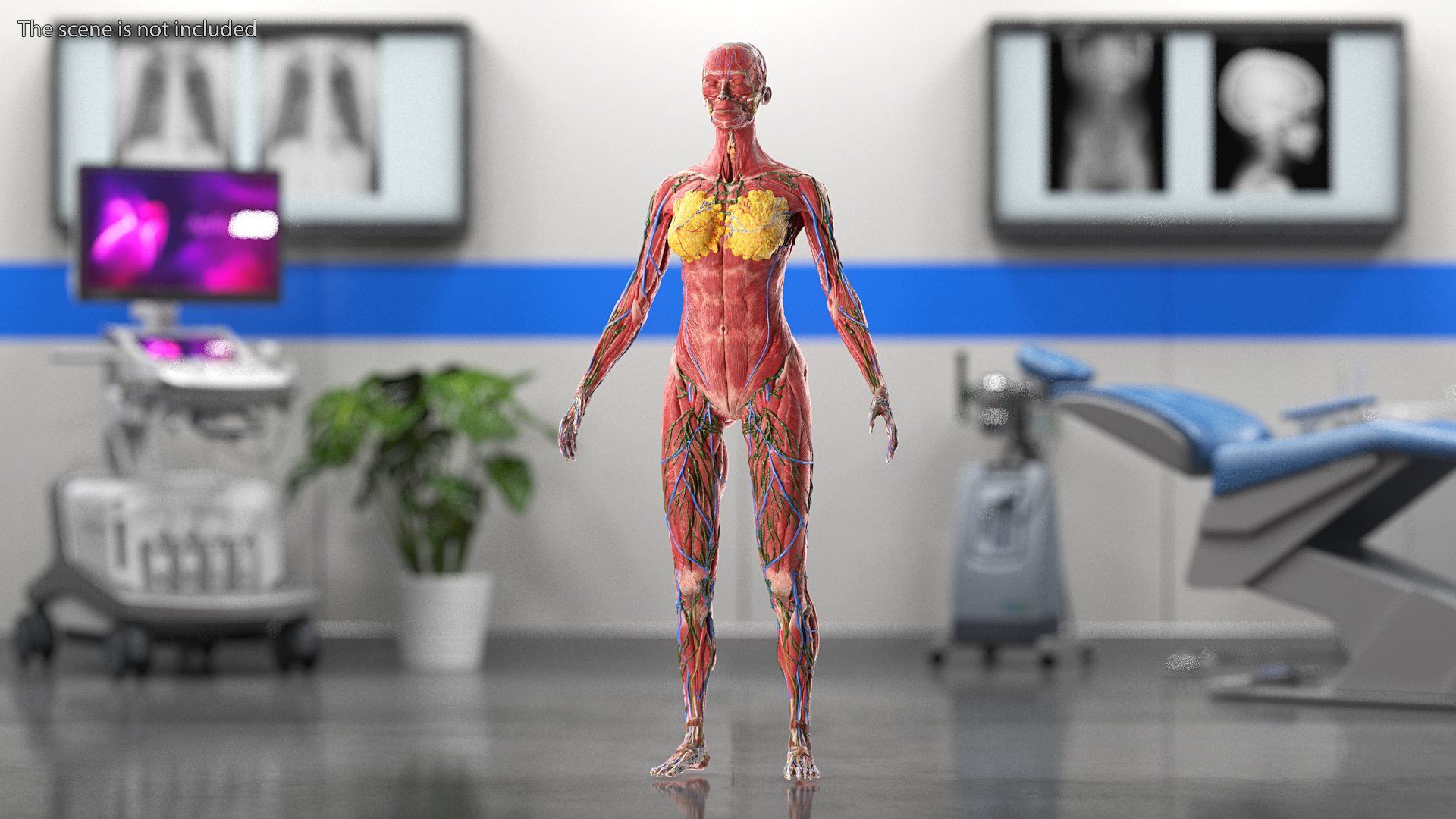 3D Female Full Body Anatomy Skinless model