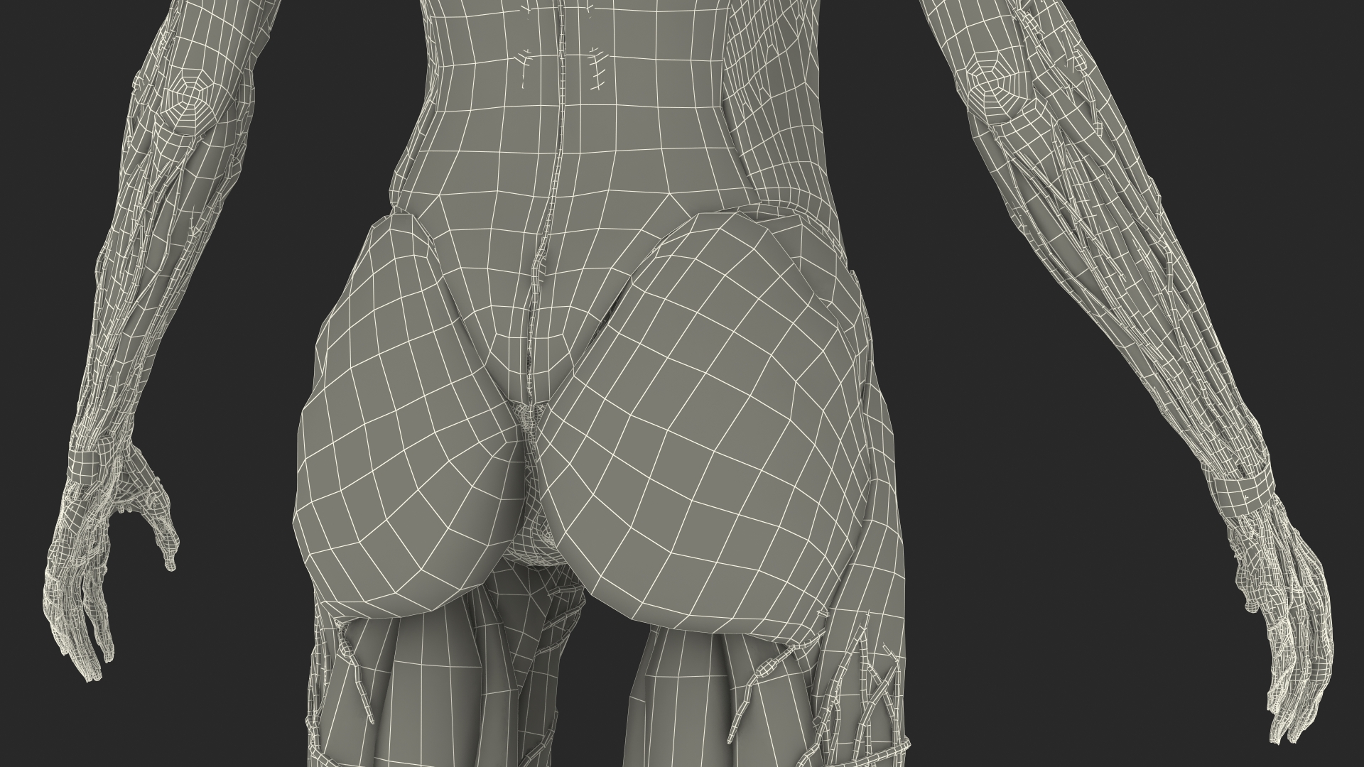 3D Female Full Body Anatomy Skinless model