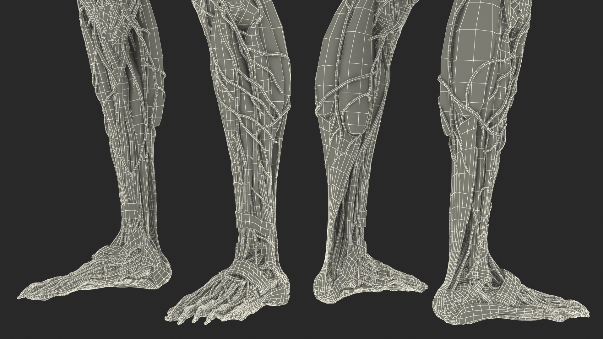 3D Female Full Body Anatomy Skinless model