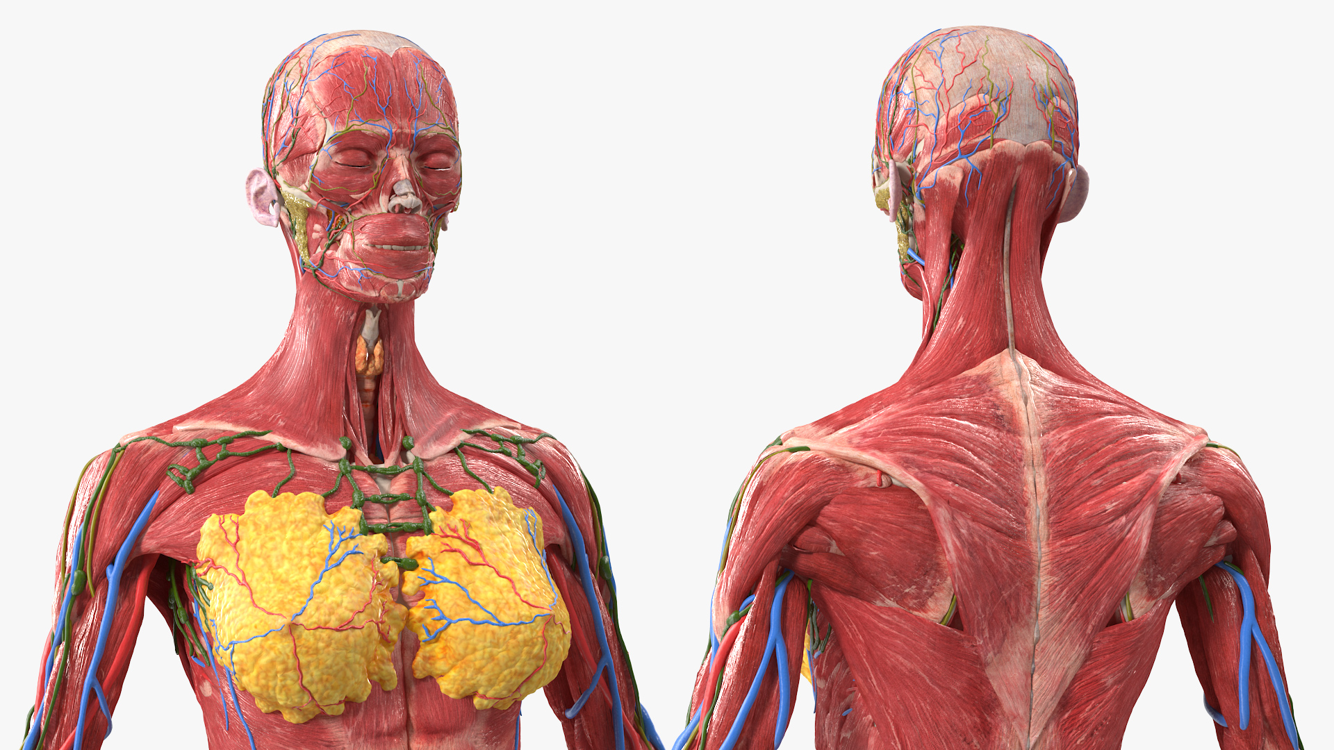 3D Female Full Body Anatomy Skinless model
