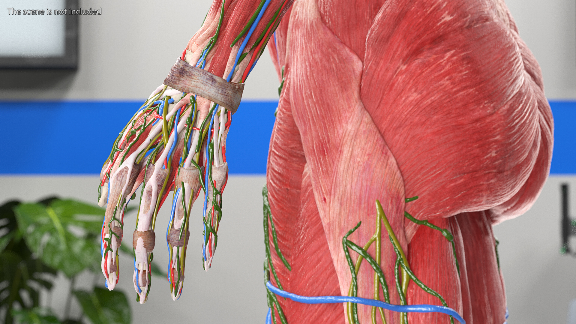 3D Female Full Body Anatomy Skinless model