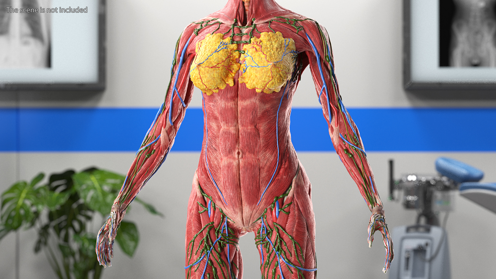 3D Female Full Body Anatomy Skinless model
