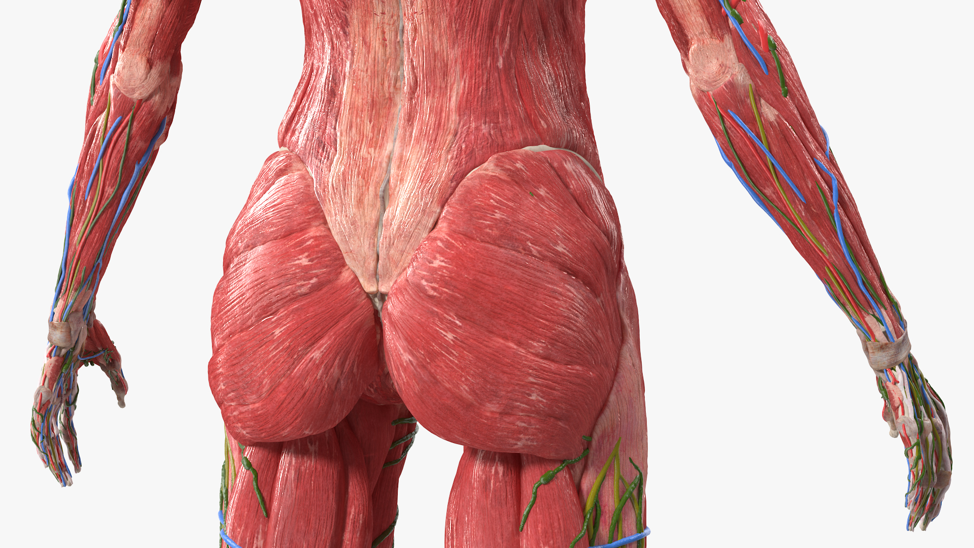 3D Female Full Body Anatomy Skinless model