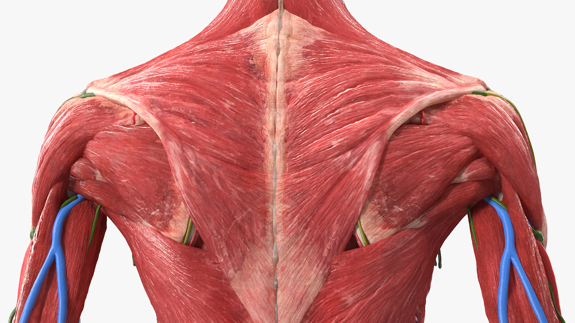 3D Female Full Body Anatomy Skinless model
