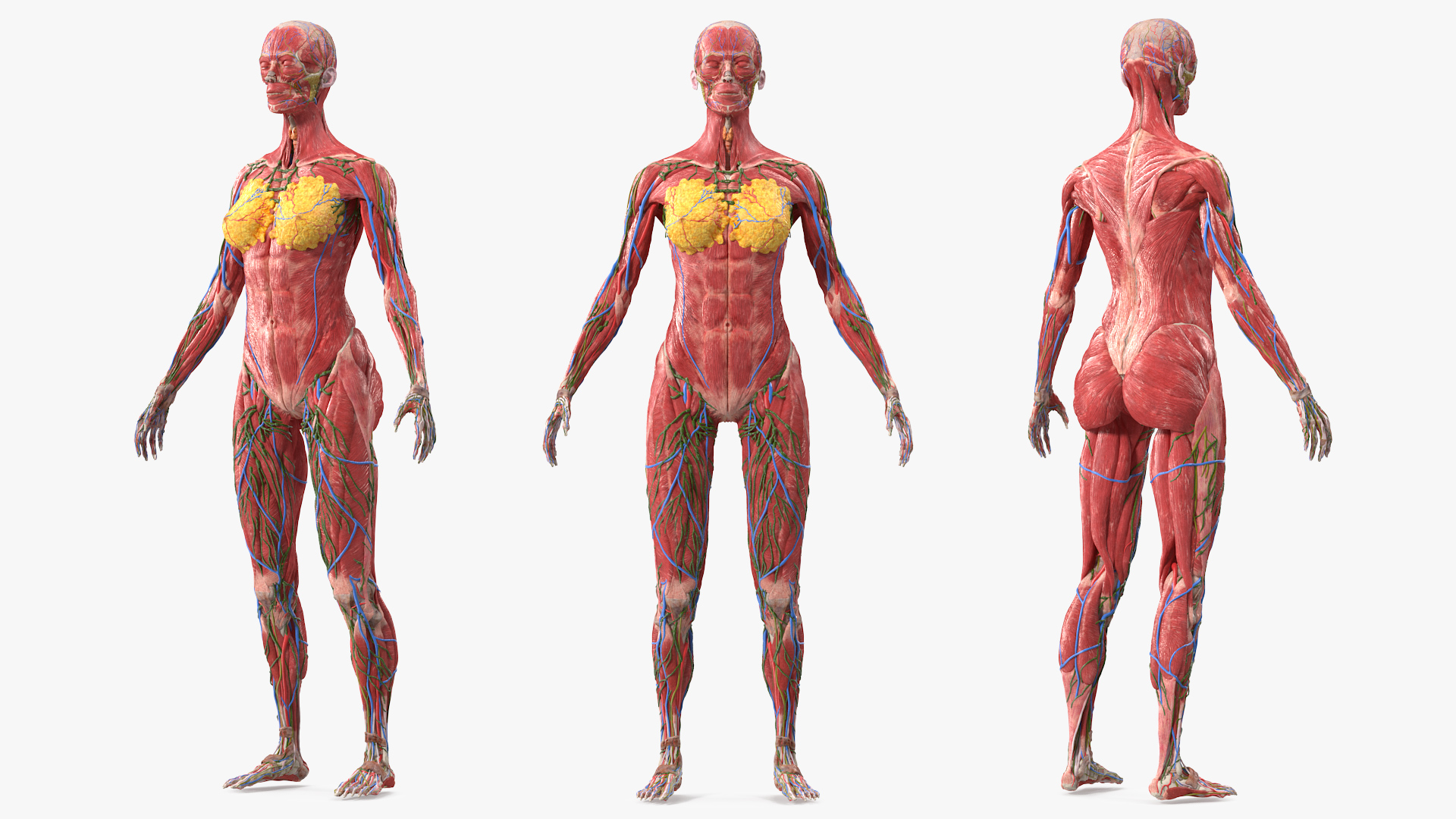 3D Female Full Body Anatomy Skinless model