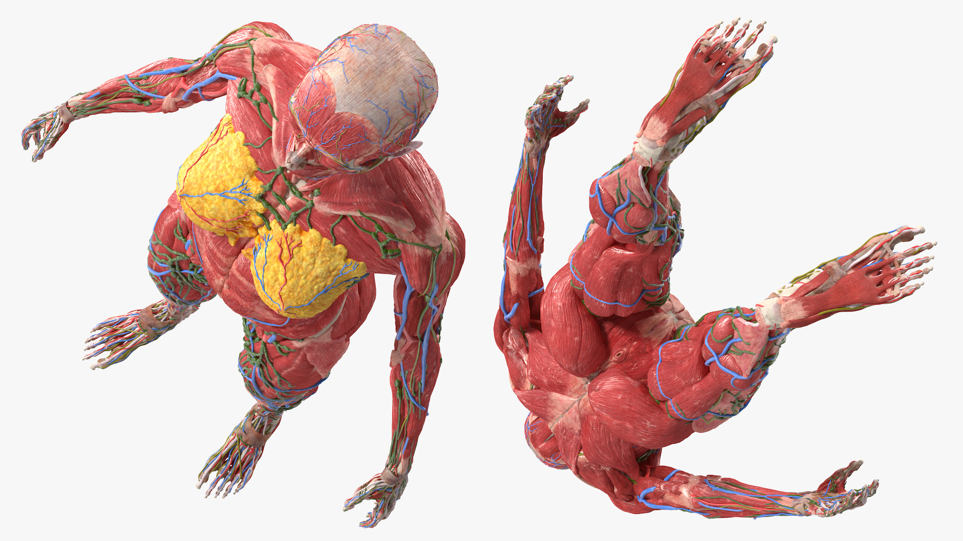 3D Female Full Body Anatomy Skinless model
