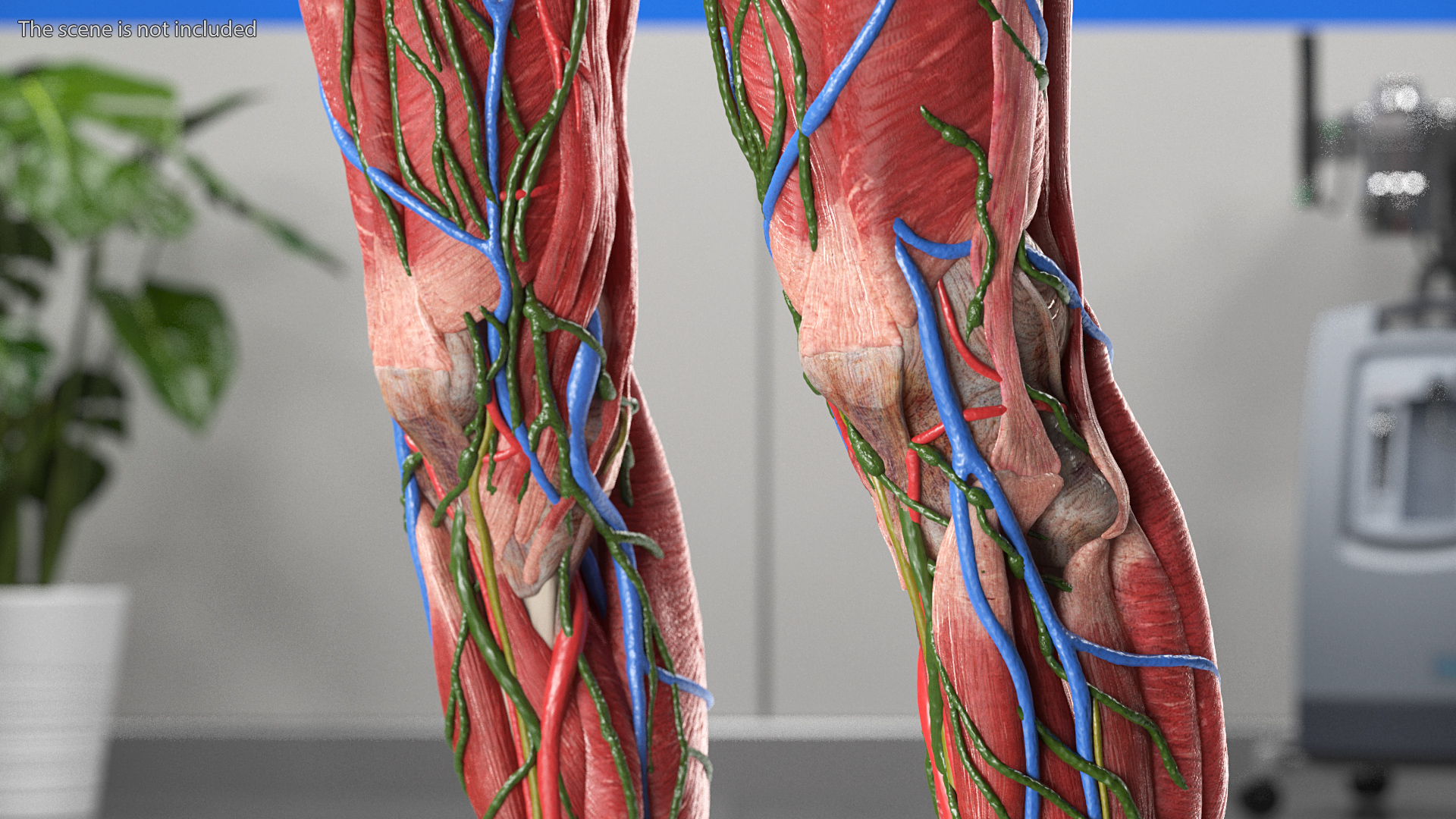 3D Female Full Body Anatomy Skinless model