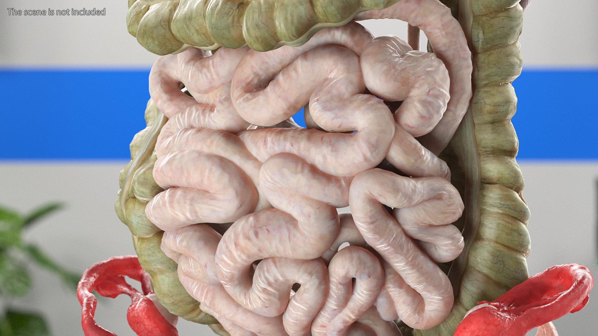 3D Female Full Body Anatomy Skinless model