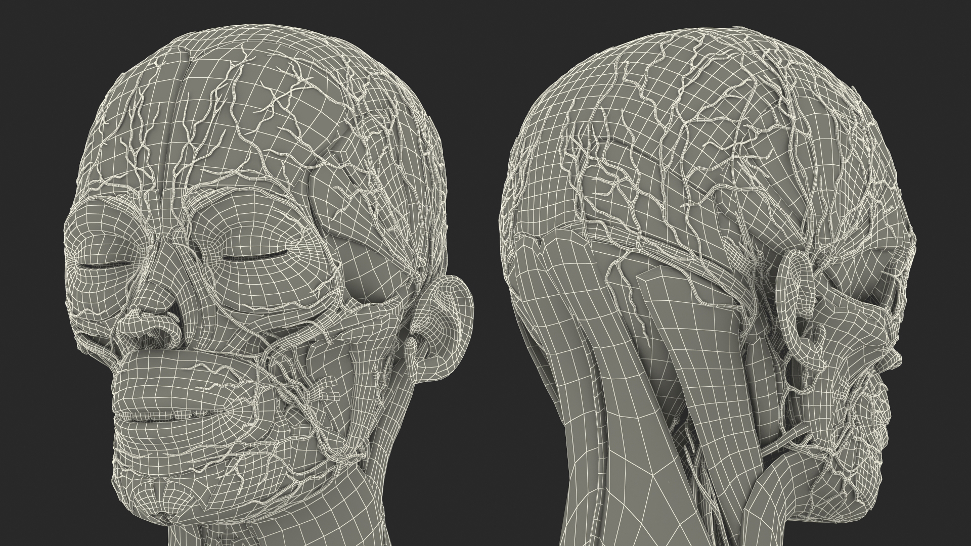 3D Female Full Body Anatomy Skinless model