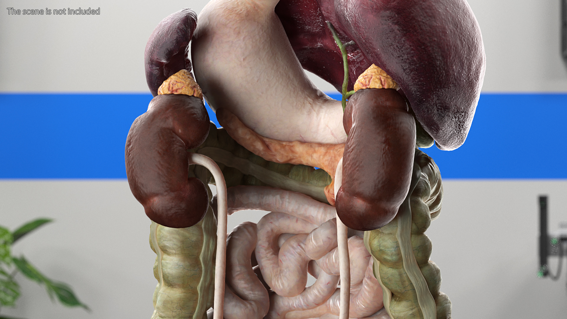 3D Female Full Body Anatomy Skinless model
