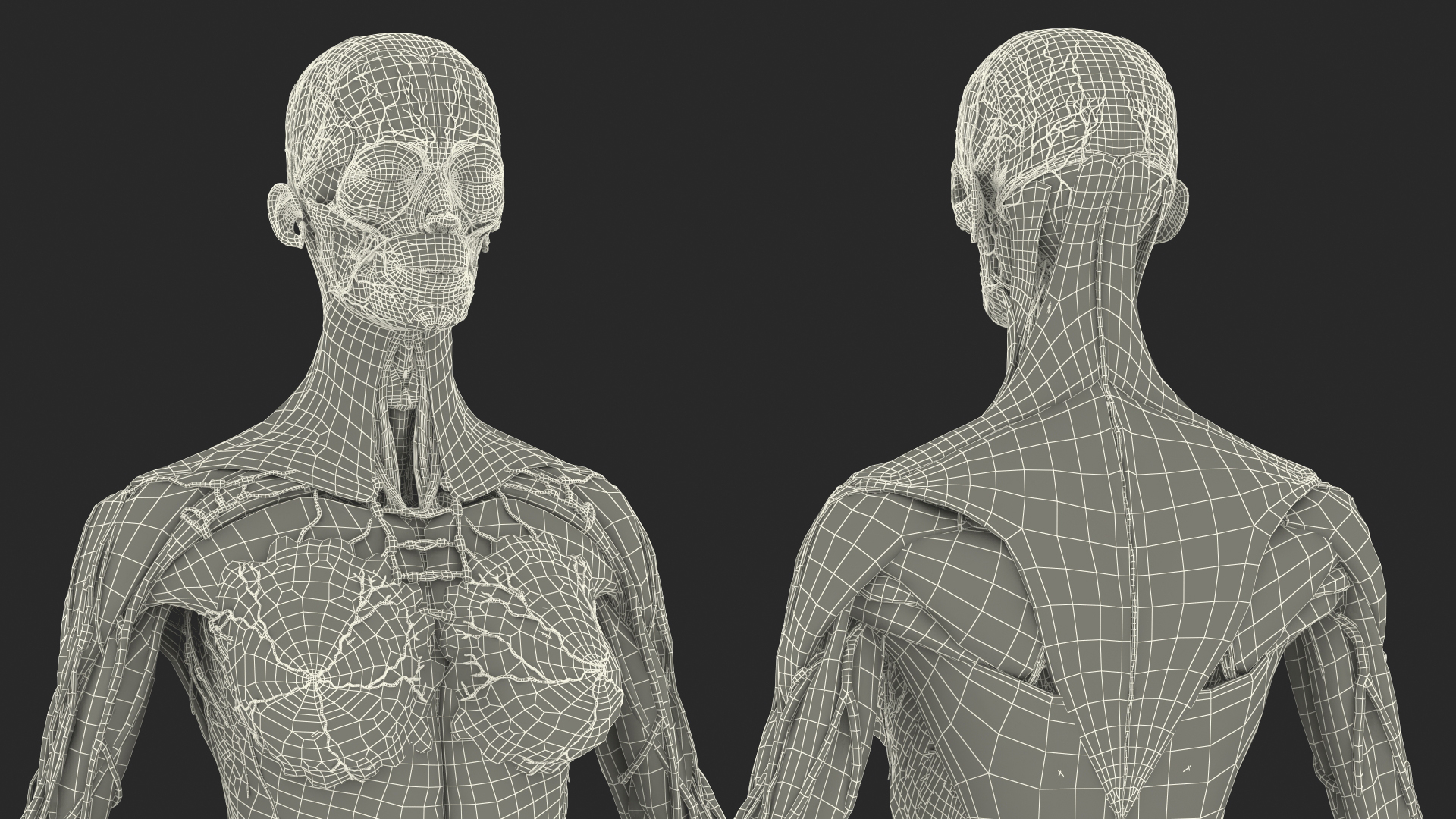 3D Female Full Body Anatomy Skinless model