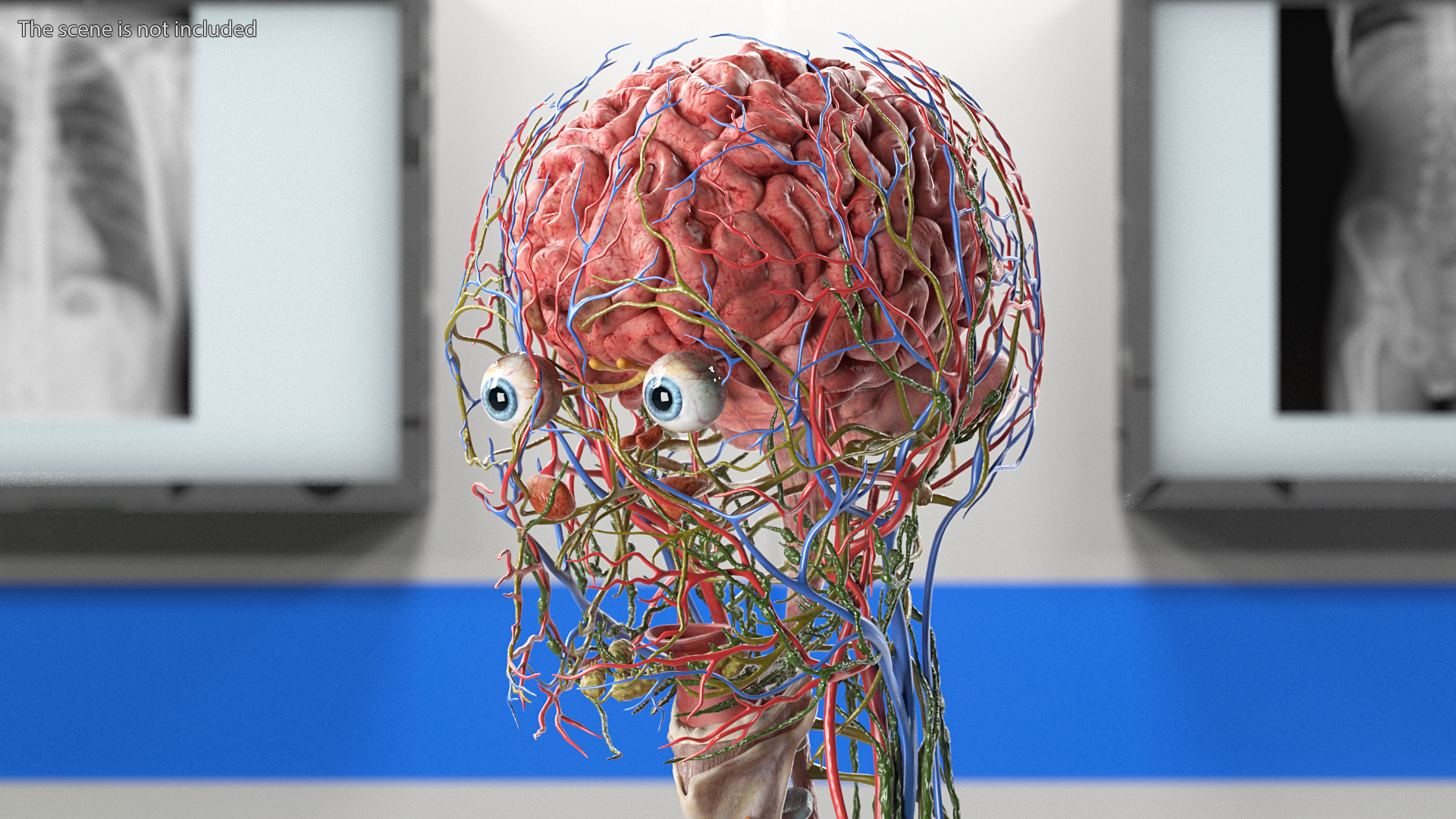 3D Female Full Body Anatomy Skinless model