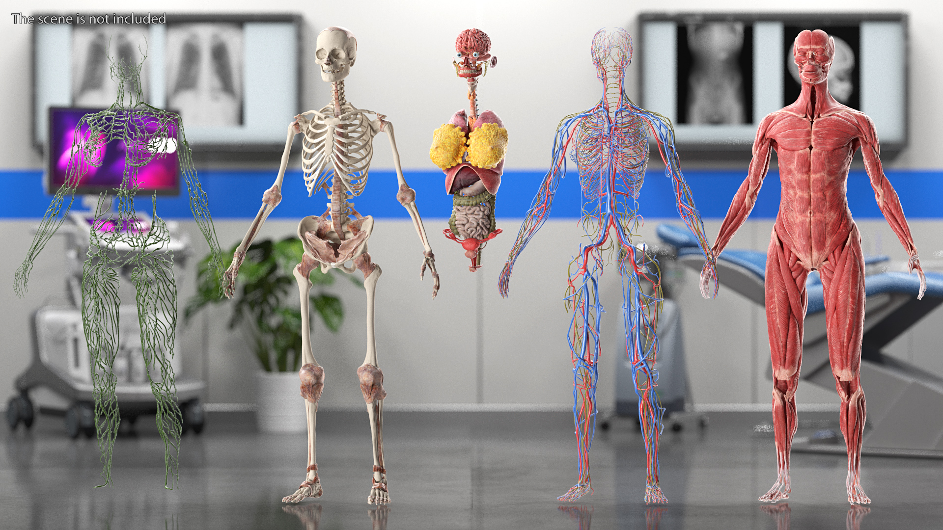 3D Female Full Body Anatomy Skinless model