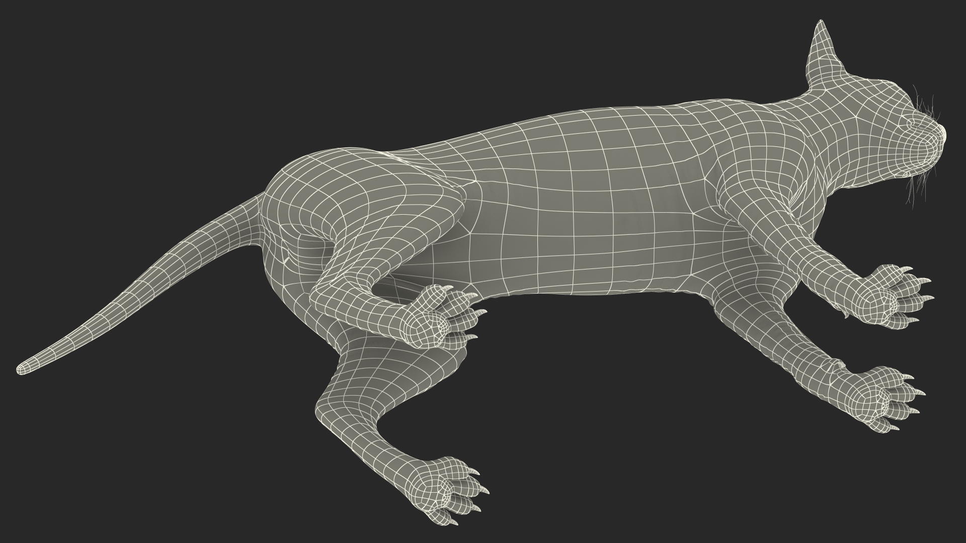 Sphynx Cat with Heterochromia 3D model