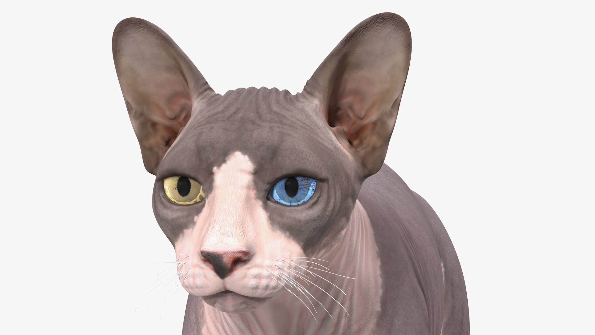 Sphynx Cat with Heterochromia 3D model