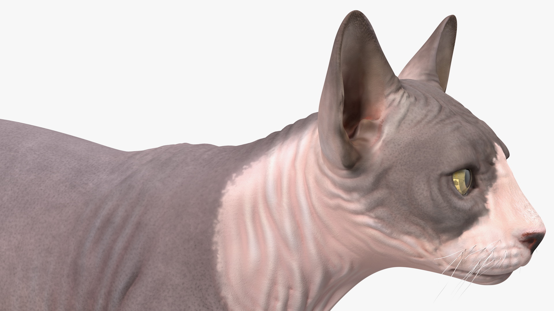 Sphynx Cat with Heterochromia 3D model