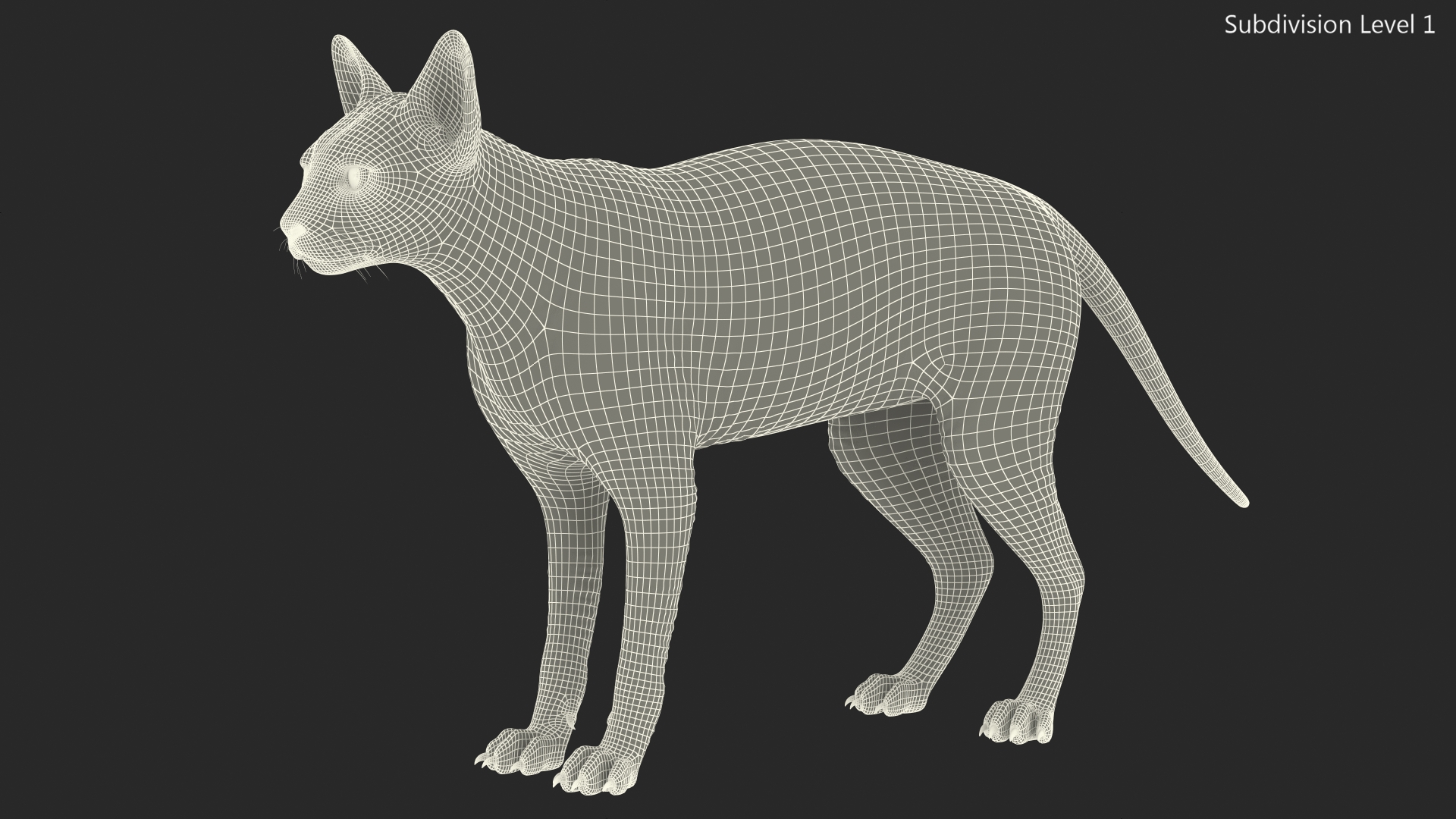 Sphynx Cat with Heterochromia 3D model
