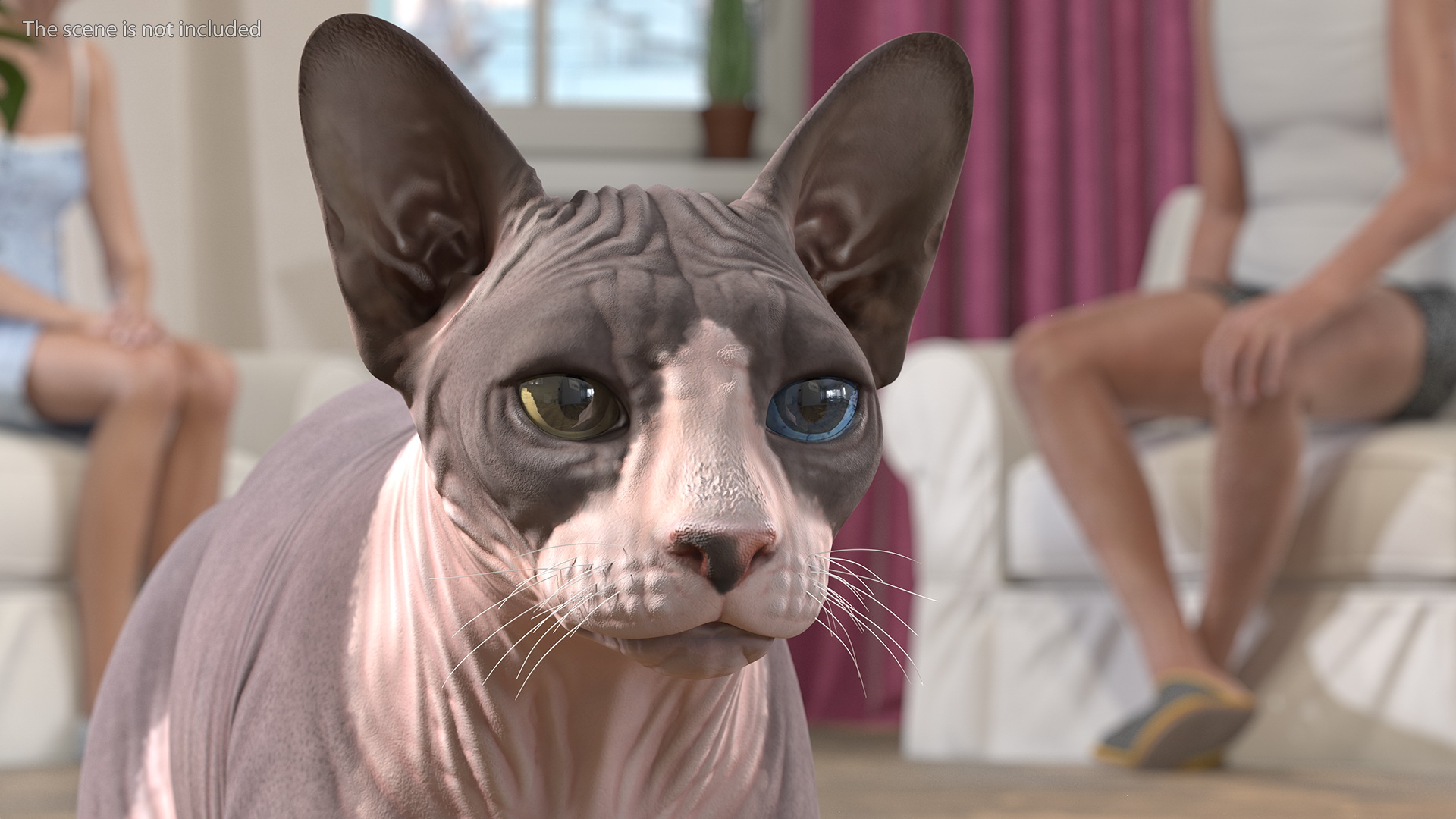 Sphynx Cat with Heterochromia 3D model