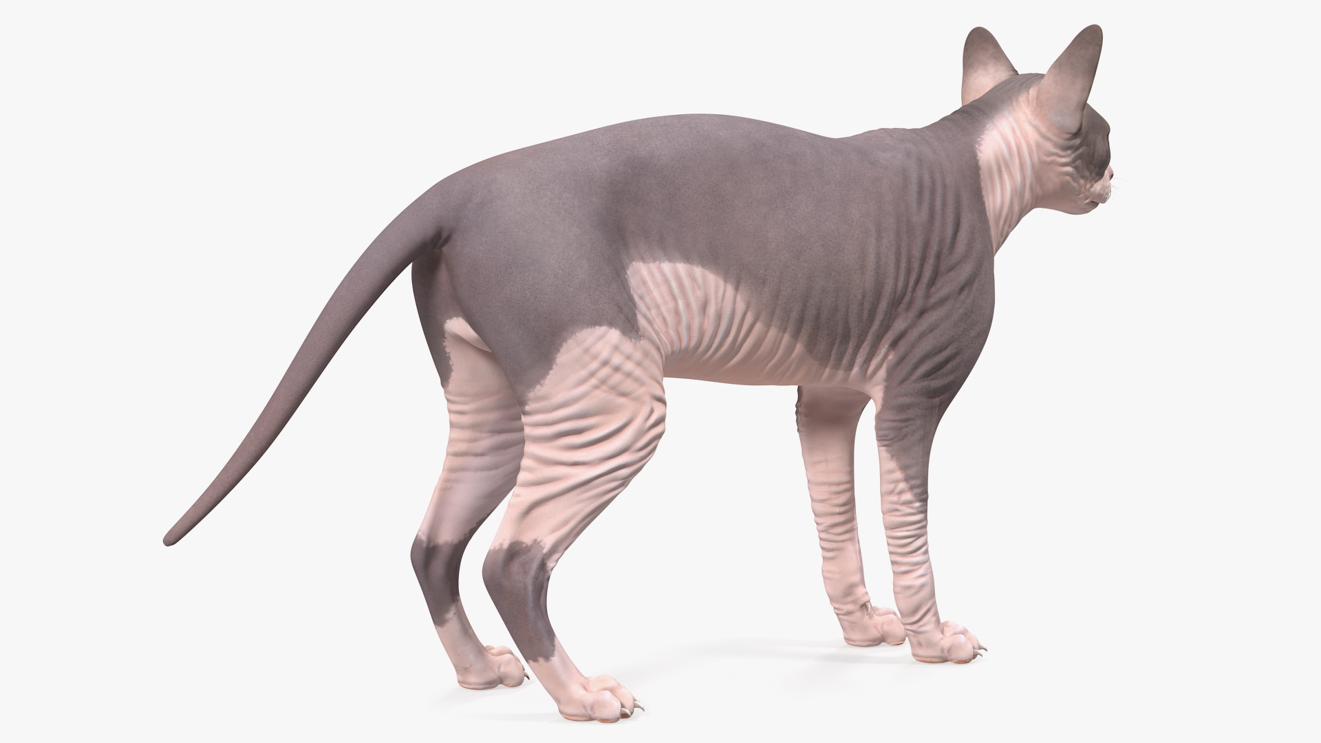 Sphynx Cat with Heterochromia 3D model