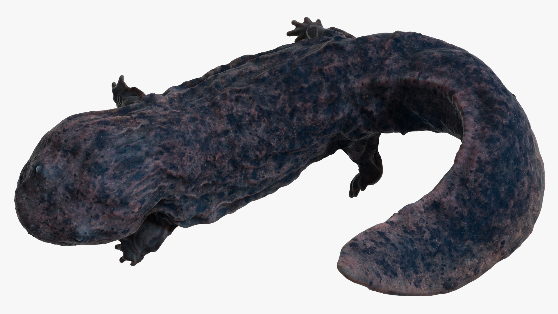 3D model Andrias Davidianus Dark Rigged