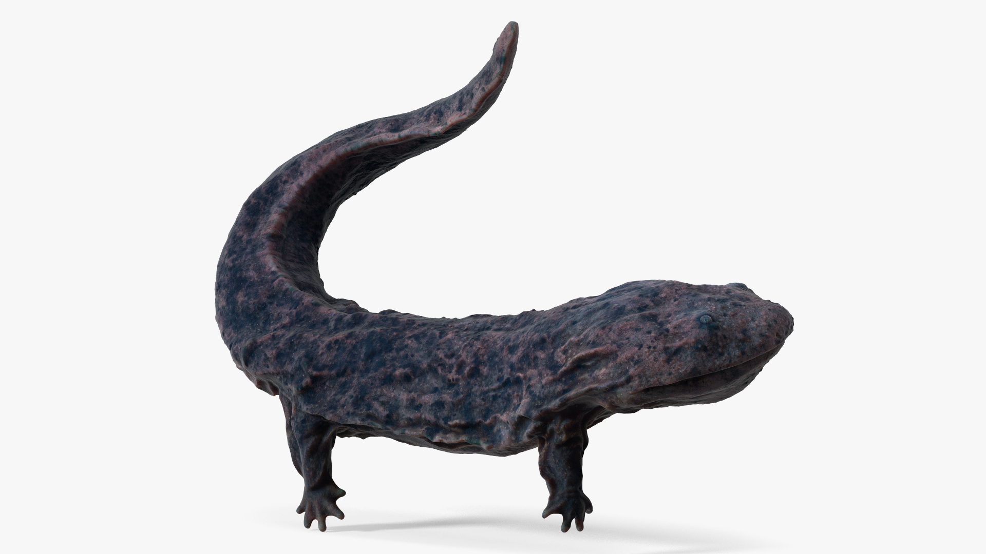 3D model Andrias Davidianus Dark Rigged