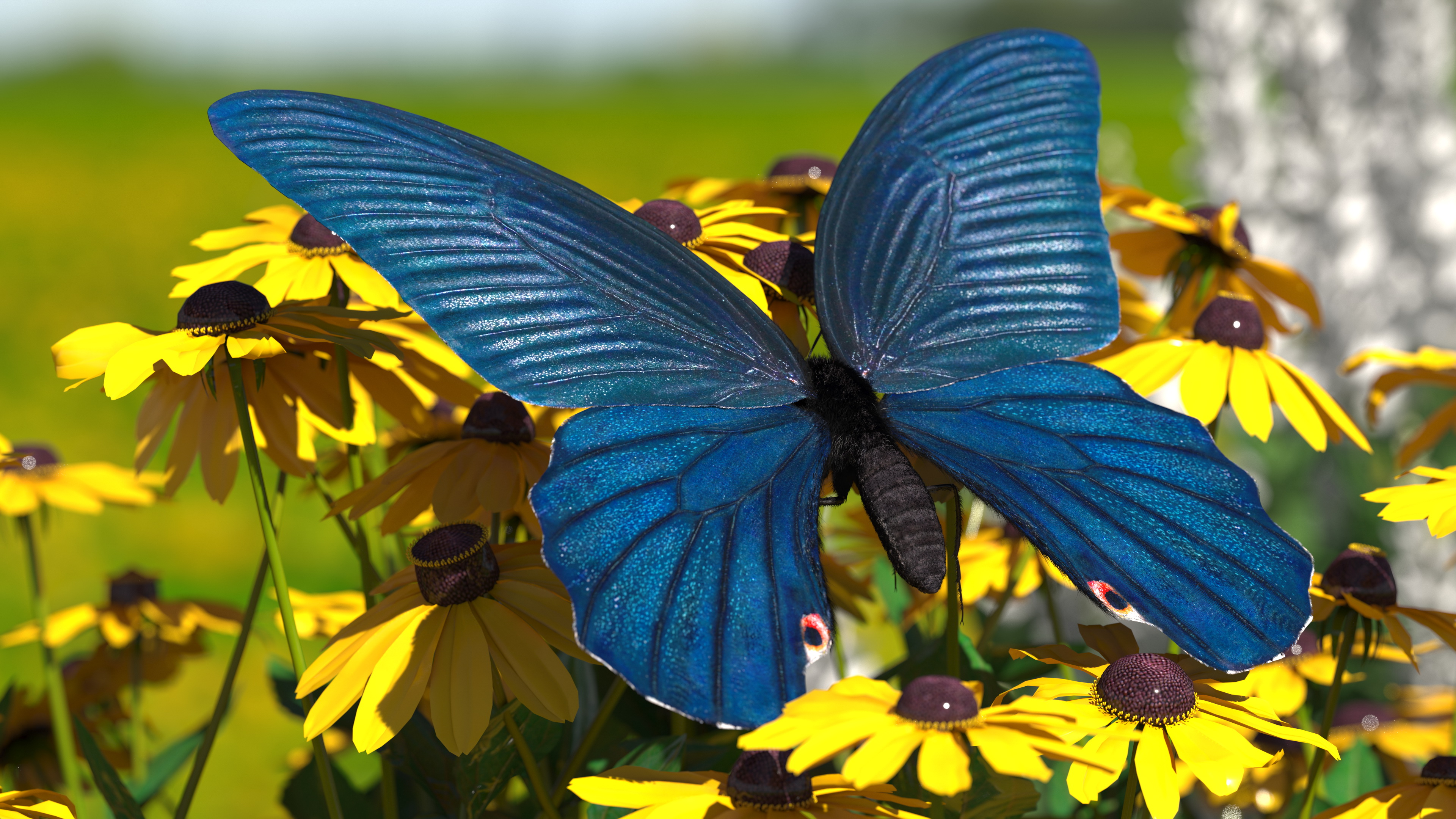 3D Animated Papilio Protenor Butterfly Male Flapping Wings Fur Rigged