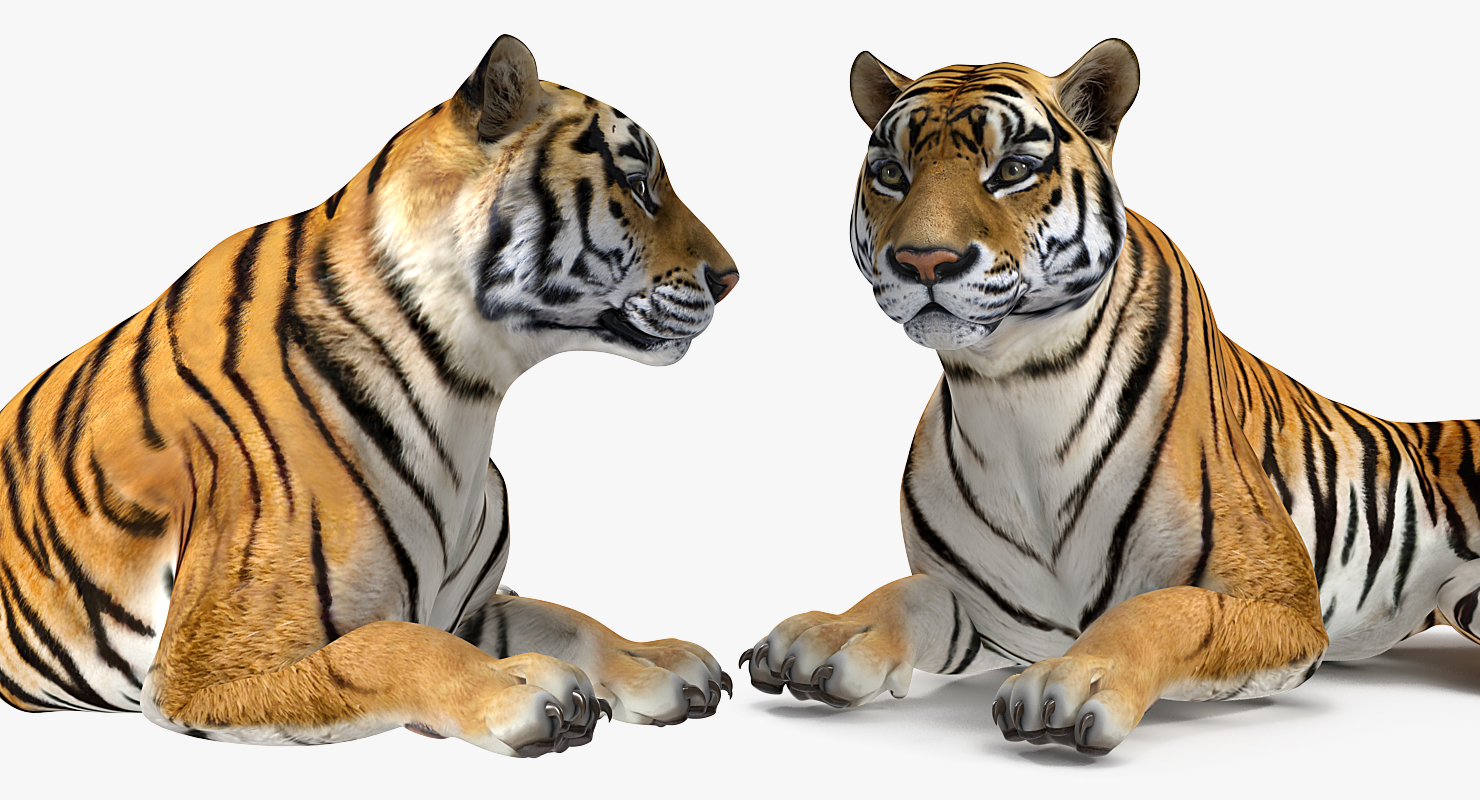 3D Lying Tiger