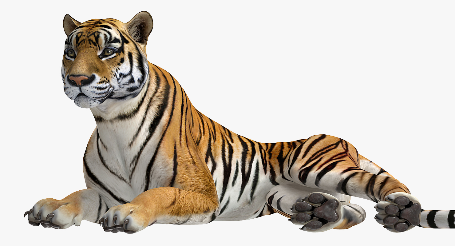3D Lying Tiger