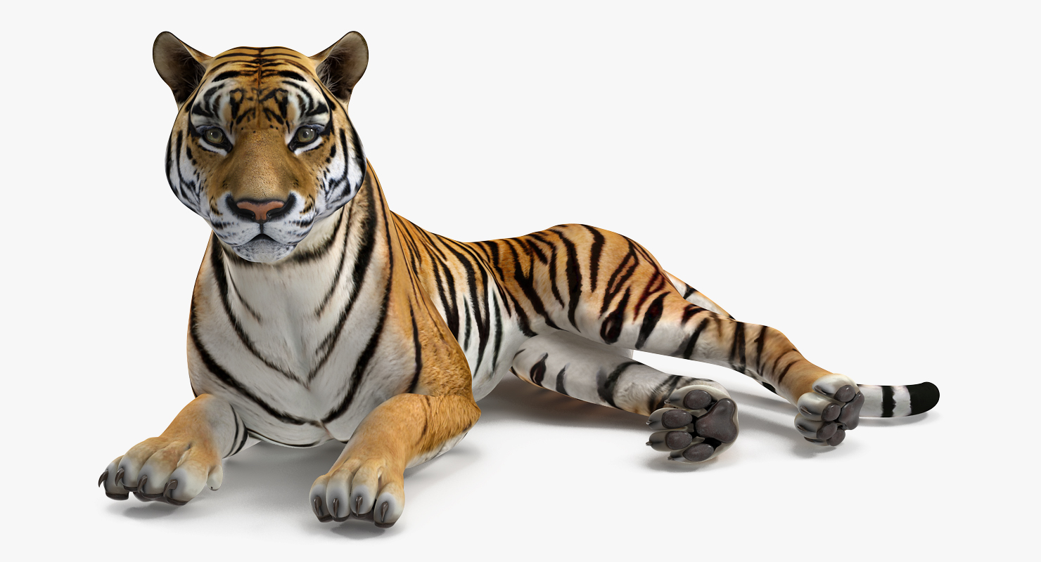 3D Lying Tiger