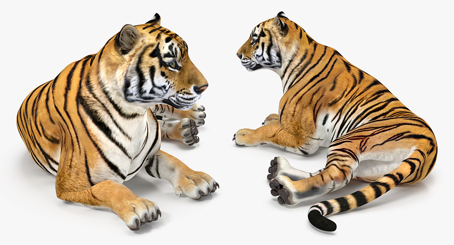 3D Lying Tiger
