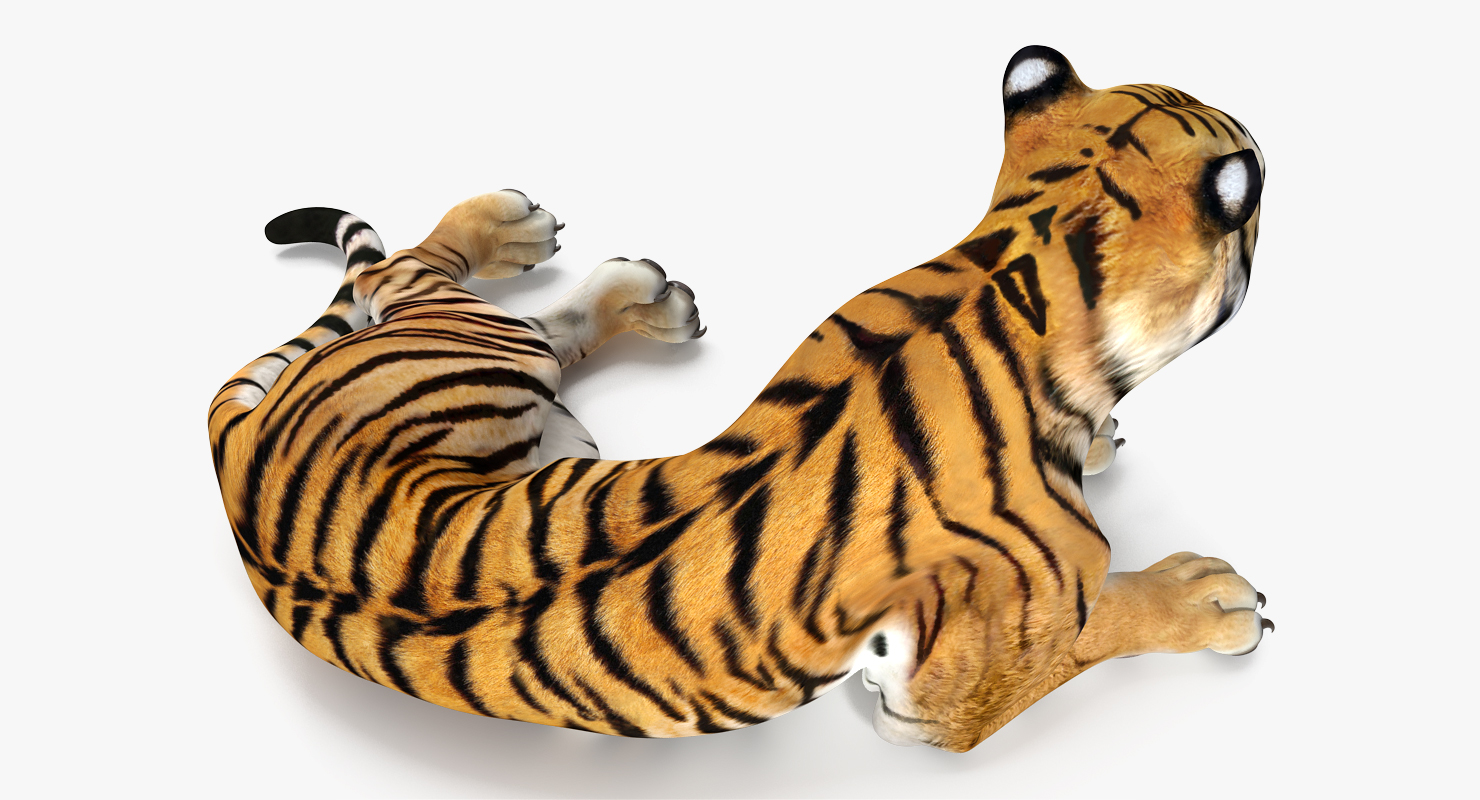 3D Lying Tiger