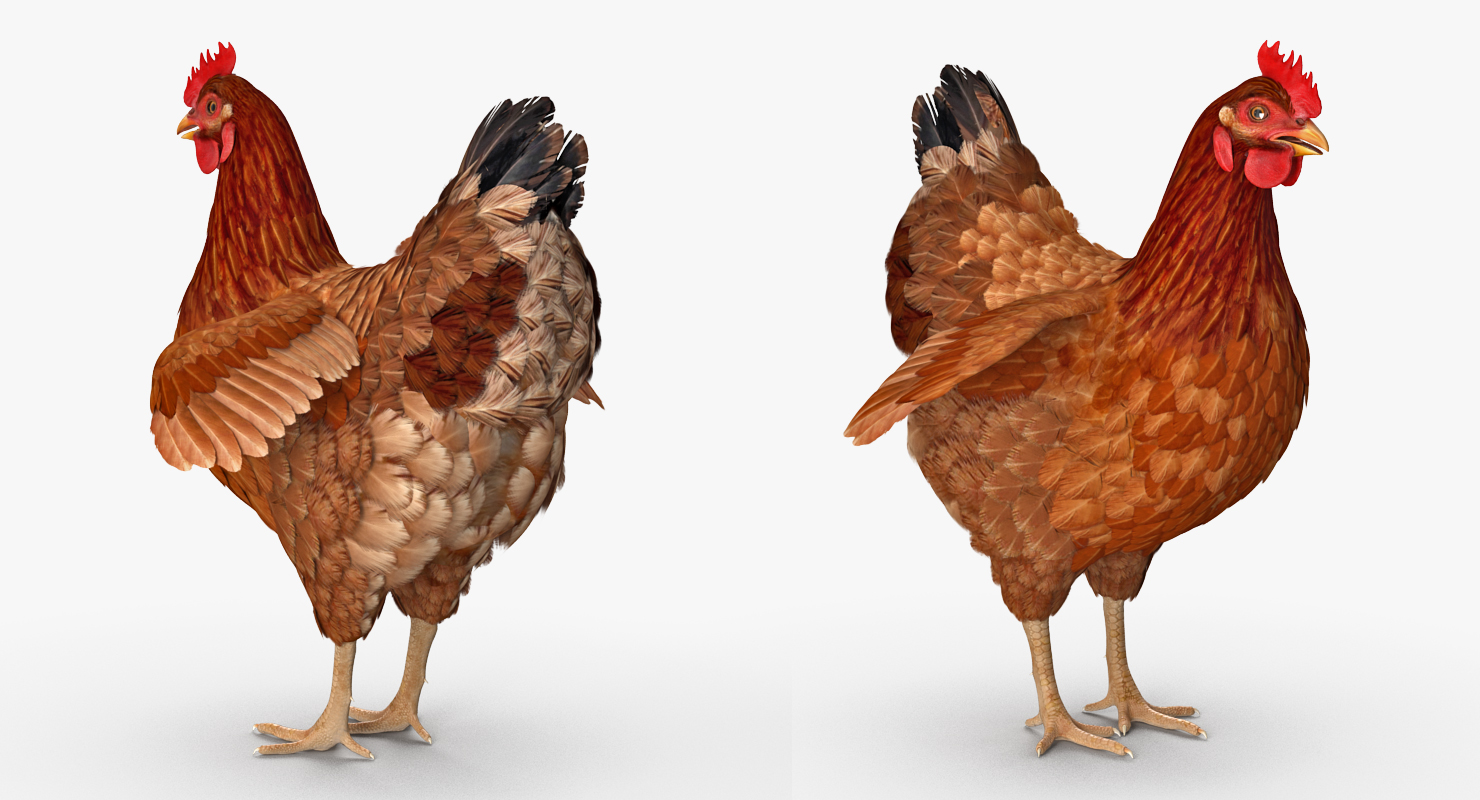 3D Wooden Small Chicken Coop with Chickens Rigged