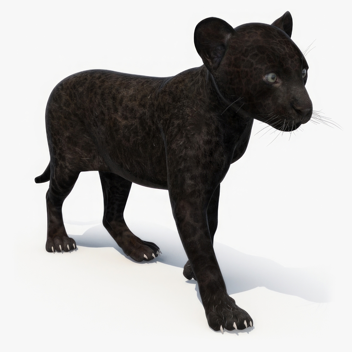 3D Panther Cub Rigged model