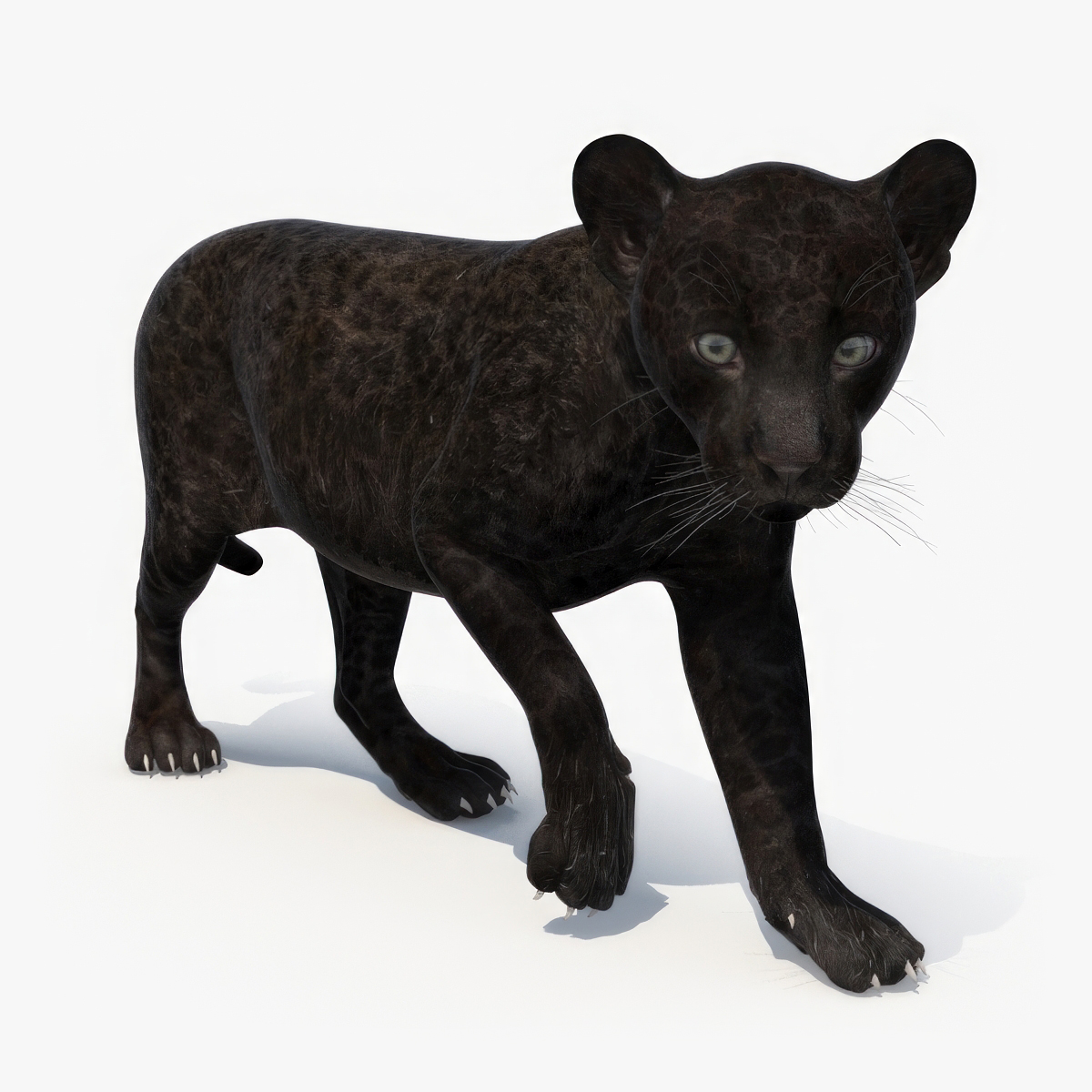 3D Panther Cub Rigged model