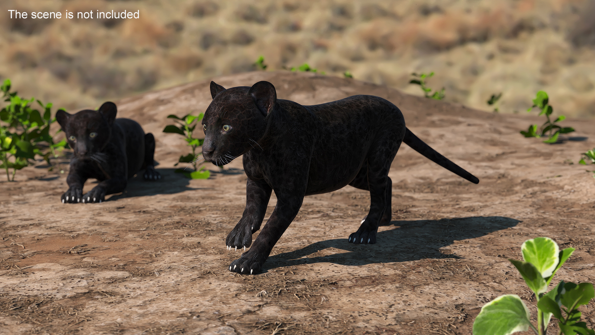 3D Panther Cub Rigged model